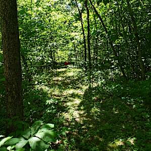 Path to site.