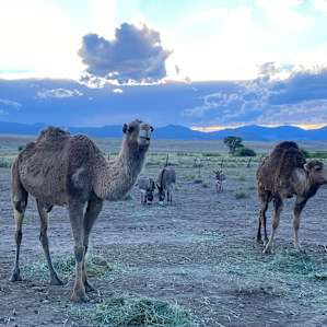 Camels and a Yurt