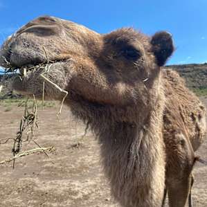 Camels and a Yurt