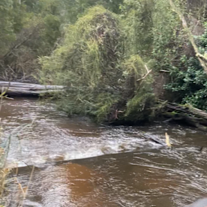 The Fern Glade, Murrindindi