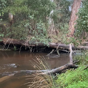 The Fern Glade, Murrindindi