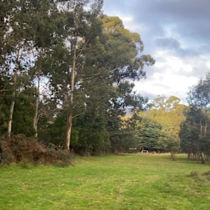 The Fern Glade, Murrindindi