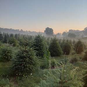 Miller’s Tree Farm -$31 Per Night