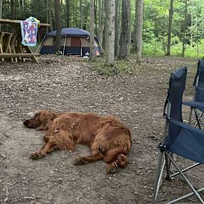 Tired pups!