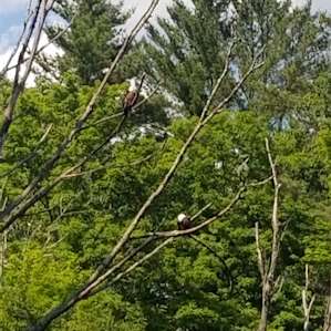 Bald eagle family are the next door neighbors