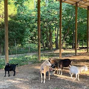 The goats!