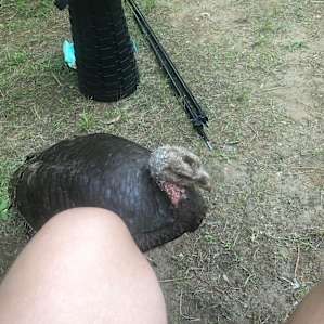 a turkey came and sat with me at the campsite