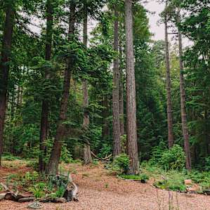 overview of the grounds with redwood and douglas fir grove