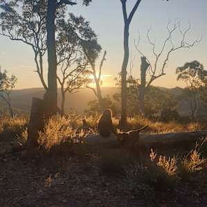 Untouched Bush Solitude