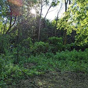 Green Site