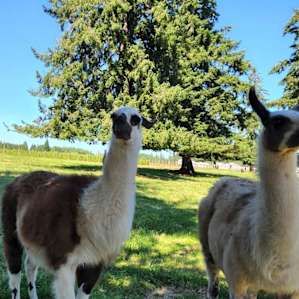 Tent camping in our Llama Pasture!
