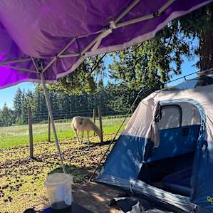Tent camping in our Llama Pasture!
