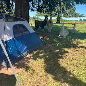 Tent camping in our Llama Pasture!