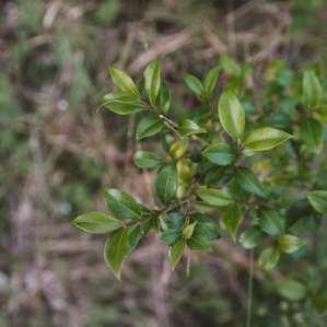 Cinnamon myrtle