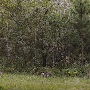 Beautiful locals at the property