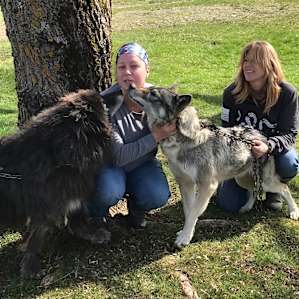 Camping with Wolves