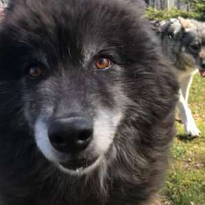Camping with Wolves