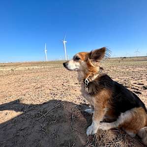 Coyote Breaks Farm