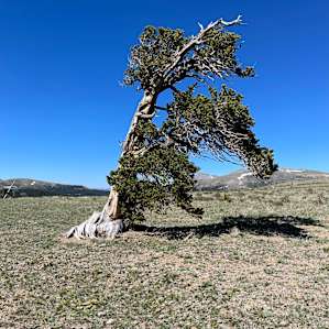 Bristlecone Camp Near Breckenridge