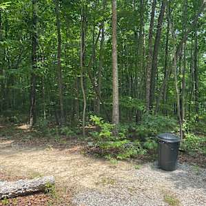 Forest Campsites