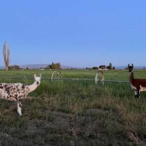 Cascadia Farm Sanctuary