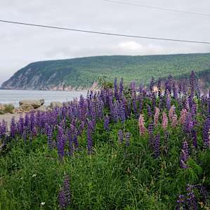 Gorgeous lupins surround the area with great views around the bay.