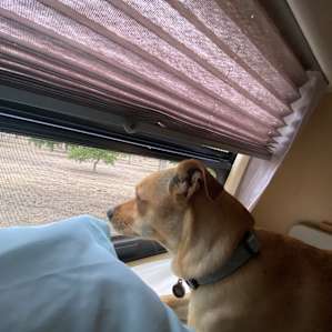 Our pup checking out the grounds first thing in the morning