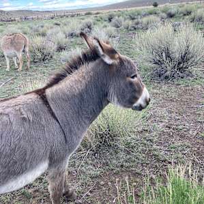 The donkeys are awesome, and love ear scratchin’
