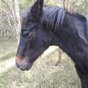 Warrego Warmblood Stud - Dam Side
