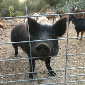 A curious pig checked us out.