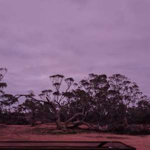 Stockyard Plains