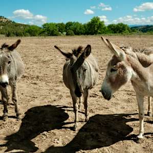 Very friendly donkeys
