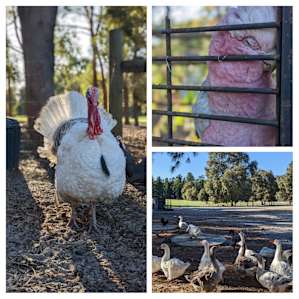 Little Eeden Farm Pine Camp