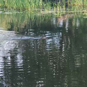 156 Historic Acres on the Tay River