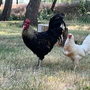Homestead Glamping near Loveland