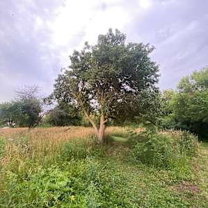 Wild Plum Hedge Campsite