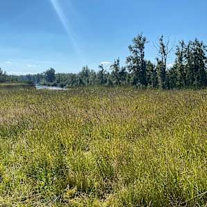 Glamping by North Santiam River