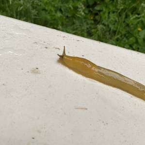 Lots of banana slugs.