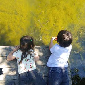Feeding the fishes and turtles