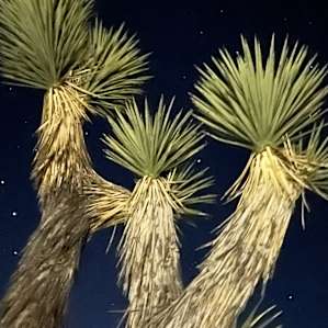 Desert Views
