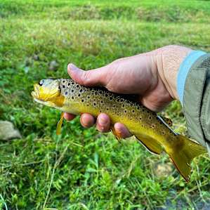 Soo many brown trout