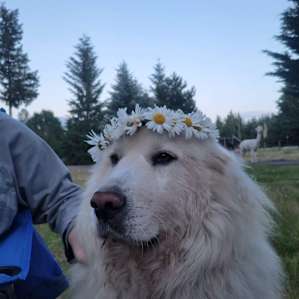 Camp with Alpacas