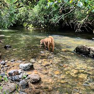 Trees, Creeks, and Waterfalls!