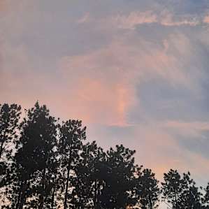 The Forest at Laurenwood Farm