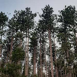 The Forest at Laurenwood Farm