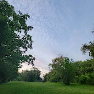 Under the Catalpa Canopy bliss