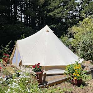 Bell tent in the redwoods