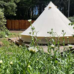 Bell tent in the redwoods