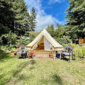 Bell tent in the redwoods