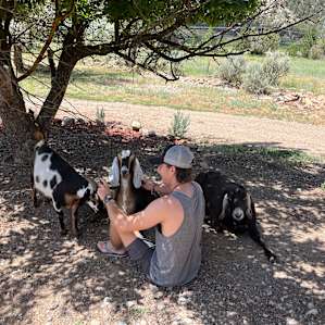 friendly goats!